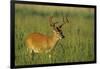 White-Tailed Deer 8-Point Buck in Velvet, Tennessee-Richard and Susan Day-Framed Premium Photographic Print