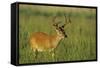 White-Tailed Deer 8-Point Buck in Velvet, Tennessee-Richard and Susan Day-Framed Stretched Canvas