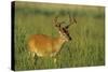 White-Tailed Deer 8-Point Buck in Velvet, Tennessee-Richard and Susan Day-Stretched Canvas