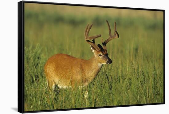 White-Tailed Deer 8-Point Buck in Velvet, Tennessee-Richard and Susan Day-Framed Stretched Canvas