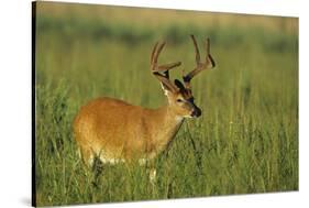 White-Tailed Deer 8-Point Buck in Velvet, Tennessee-Richard and Susan Day-Stretched Canvas