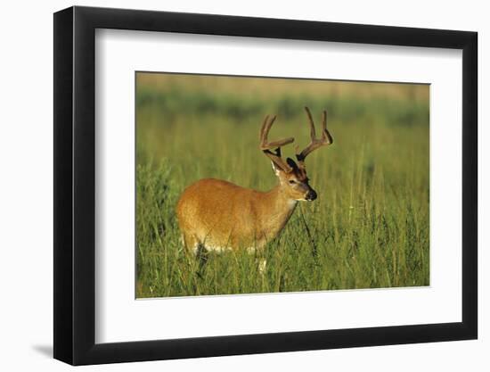 White-Tailed Deer 8-Point Buck in Velvet, Tennessee-Richard and Susan Day-Framed Premium Photographic Print