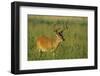 White-Tailed Deer 8-Point Buck in Velvet, Tennessee-Richard and Susan Day-Framed Premium Photographic Print