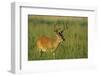 White-Tailed Deer 8-Point Buck in Velvet, Tennessee-Richard and Susan Day-Framed Premium Photographic Print