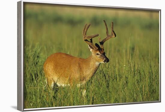 White-Tailed Deer 8-Point Buck in Velvet, Tennessee-Richard and Susan Day-Framed Photographic Print