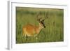 White-Tailed Deer 8-Point Buck in Velvet, Tennessee-Richard and Susan Day-Framed Photographic Print