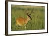 White-Tailed Deer 8-Point Buck in Velvet, Tennessee-Richard and Susan Day-Framed Photographic Print