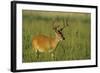 White-Tailed Deer 8-Point Buck in Velvet, Tennessee-Richard and Susan Day-Framed Photographic Print