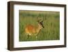 White-Tailed Deer 8-Point Buck in Velvet, Tennessee-Richard and Susan Day-Framed Photographic Print