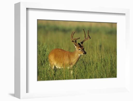 White-Tailed Deer 8-Point Buck in Velvet, Tennessee-Richard and Susan Day-Framed Photographic Print