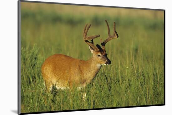 White-Tailed Deer 8-Point Buck in Velvet, Tennessee-Richard and Susan Day-Mounted Photographic Print