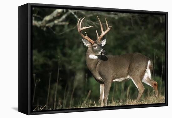 White-Tailed Deer 8-Point Buck Near Woods Great Smoky Mountains National Park Tennessee-Richard and Susan Day-Framed Stretched Canvas