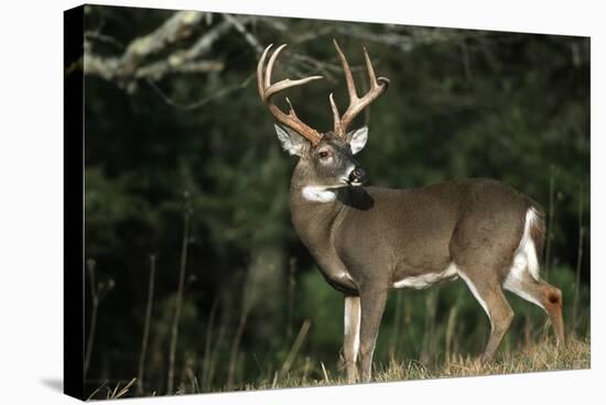 White-Tailed Deer 8-Point Buck Near Woods Great Smoky Mountains National Park Tennessee-Richard and Susan Day-Stretched Canvas