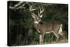 White-Tailed Deer 8-Point Buck Near Woods Great Smoky Mountains National Park Tennessee-Richard and Susan Day-Stretched Canvas