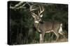 White-Tailed Deer 8-Point Buck Near Woods Great Smoky Mountains National Park Tennessee-Richard and Susan Day-Stretched Canvas