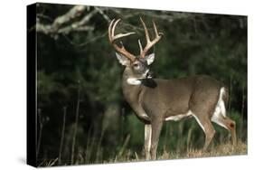 White-Tailed Deer 8-Point Buck Near Woods Great Smoky Mountains National Park Tennessee-Richard and Susan Day-Stretched Canvas