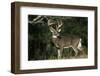 White-Tailed Deer 8-Point Buck Near Woods Great Smoky Mountains National Park Tennessee-Richard and Susan Day-Framed Premium Photographic Print