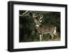 White-Tailed Deer 8-Point Buck Near Woods Great Smoky Mountains National Park Tennessee-Richard and Susan Day-Framed Premium Photographic Print