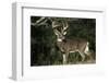 White-Tailed Deer 8-Point Buck Near Woods Great Smoky Mountains National Park Tennessee-Richard and Susan Day-Framed Premium Photographic Print