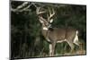 White-Tailed Deer 8-Point Buck Near Woods Great Smoky Mountains National Park Tennessee-Richard and Susan Day-Mounted Premium Photographic Print