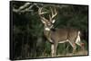 White-Tailed Deer 8-Point Buck Near Woods Great Smoky Mountains National Park Tennessee-Richard and Susan Day-Framed Stretched Canvas