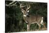 White-Tailed Deer 8-Point Buck Near Woods Great Smoky Mountains National Park Tennessee-Richard and Susan Day-Stretched Canvas