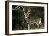 White-Tailed Deer 8-Point Buck Near Woods Great Smoky Mountains National Park Tennessee-Richard and Susan Day-Framed Photographic Print