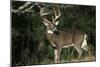 White-Tailed Deer 8-Point Buck Near Woods Great Smoky Mountains National Park Tennessee-Richard and Susan Day-Mounted Photographic Print