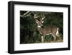 White-Tailed Deer 8-Point Buck Near Woods Great Smoky Mountains National Park Tennessee-Richard and Susan Day-Framed Photographic Print