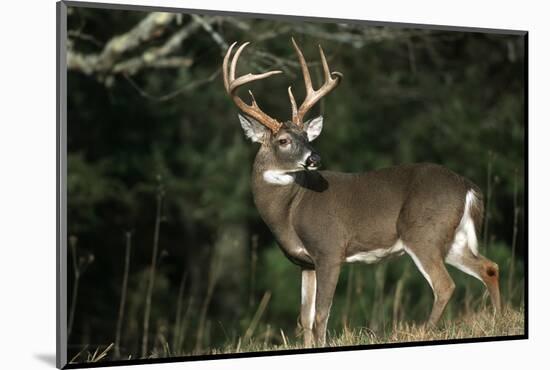 White-Tailed Deer 8-Point Buck Near Woods Great Smoky Mountains National Park Tennessee-Richard and Susan Day-Mounted Photographic Print