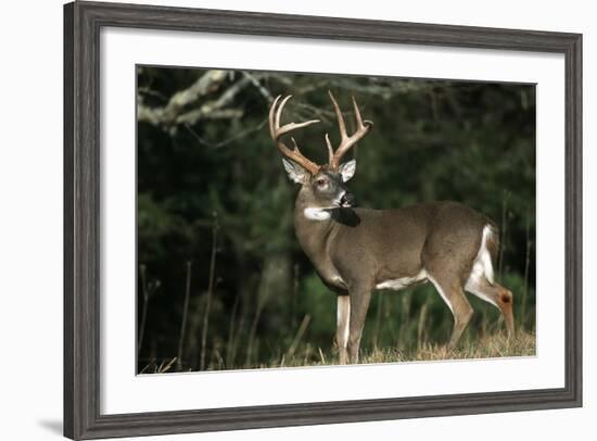 White-Tailed Deer 8-Point Buck Near Woods Great Smoky Mountains National Park Tennessee-Richard and Susan Day-Framed Photographic Print