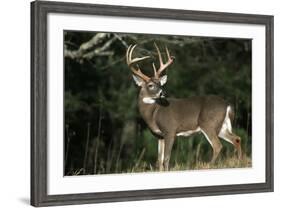 White-Tailed Deer 8-Point Buck Near Woods Great Smoky Mountains National Park Tennessee-Richard and Susan Day-Framed Photographic Print
