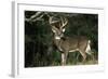 White-Tailed Deer 8-Point Buck Near Woods Great Smoky Mountains National Park Tennessee-Richard and Susan Day-Framed Photographic Print