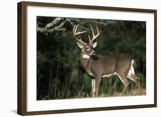 White-Tailed Deer 8-Point Buck Near Woods Great Smoky Mountains National Park Tennessee-Richard and Susan Day-Framed Photographic Print