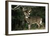 White-Tailed Deer 8-Point Buck Near Woods Great Smoky Mountains National Park Tennessee-Richard and Susan Day-Framed Photographic Print