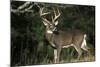 White-Tailed Deer 8-Point Buck Near Woods Great Smoky Mountains National Park Tennessee-Richard and Susan Day-Mounted Photographic Print