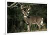 White-Tailed Deer 8-Point Buck Near Woods Great Smoky Mountains National Park Tennessee-Richard and Susan Day-Framed Photographic Print