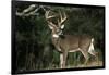 White-Tailed Deer 8-Point Buck Near Woods Great Smoky Mountains National Park Tennessee-Richard and Susan Day-Framed Photographic Print