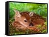 White-tailed Deer Baby, Kentucky-Adam Jones-Framed Stretched Canvas