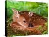 White-tailed Deer Baby, Kentucky-Adam Jones-Stretched Canvas