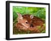 White-tailed Deer Baby, Kentucky-Adam Jones-Framed Photographic Print