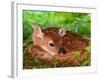 White-tailed Deer Baby, Kentucky-Adam Jones-Framed Photographic Print