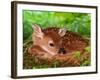 White-tailed Deer Baby, Kentucky-Adam Jones-Framed Photographic Print