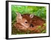 White-tailed Deer Baby, Kentucky-Adam Jones-Framed Photographic Print