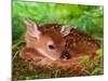 White-tailed Deer Baby, Kentucky-Adam Jones-Mounted Photographic Print