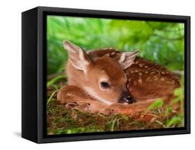 White-tailed Deer Baby, Kentucky-Adam Jones-Framed Stretched Canvas