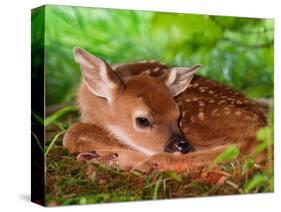 White-tailed Deer Baby, Kentucky-Adam Jones-Stretched Canvas