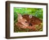 White-tailed Deer Baby, Kentucky-Adam Jones-Framed Photographic Print