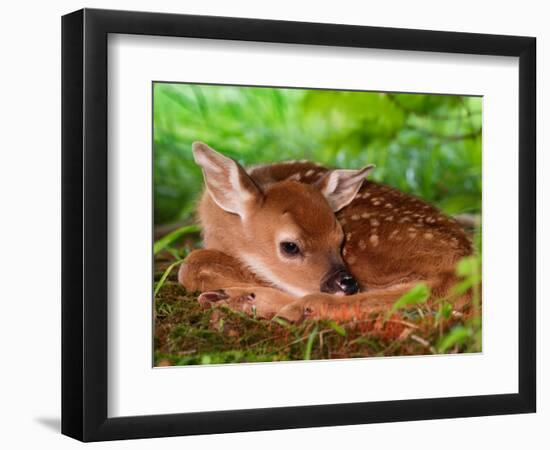 White-tailed Deer Baby, Kentucky-Adam Jones-Framed Photographic Print