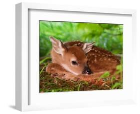 White-tailed Deer Baby, Kentucky-Adam Jones-Framed Photographic Print